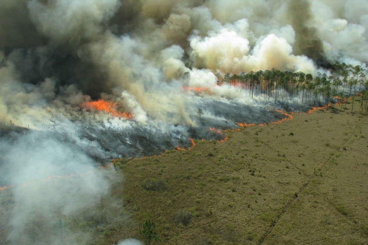 Estado de catástrofe é decretado no Chile após incêndios florestais deixarem mais de 10 mortos