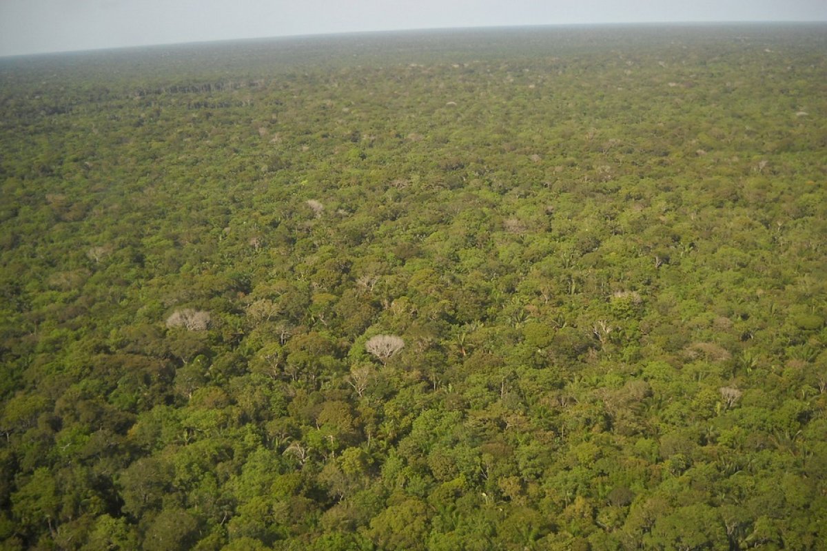 Alerta de desmatamento na Amazônia cai 61% em janeiro, diz Inpe