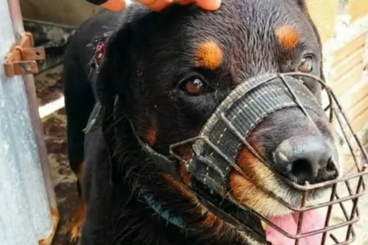 Criança de 3 anos morre após ser atacada por cão rottweiler na Bahia 