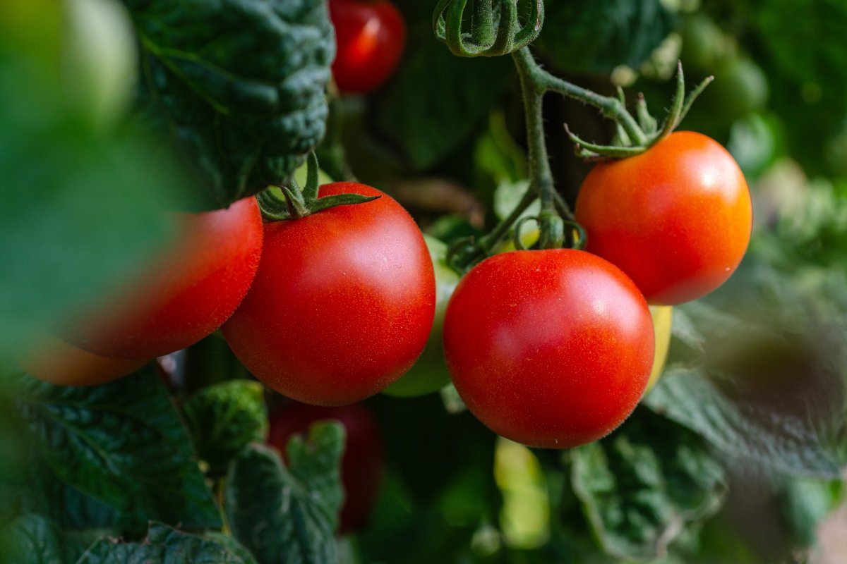 Conab aponta que cebola e tomate registram queda de preço nas Ceasas do Brasil em janeiro