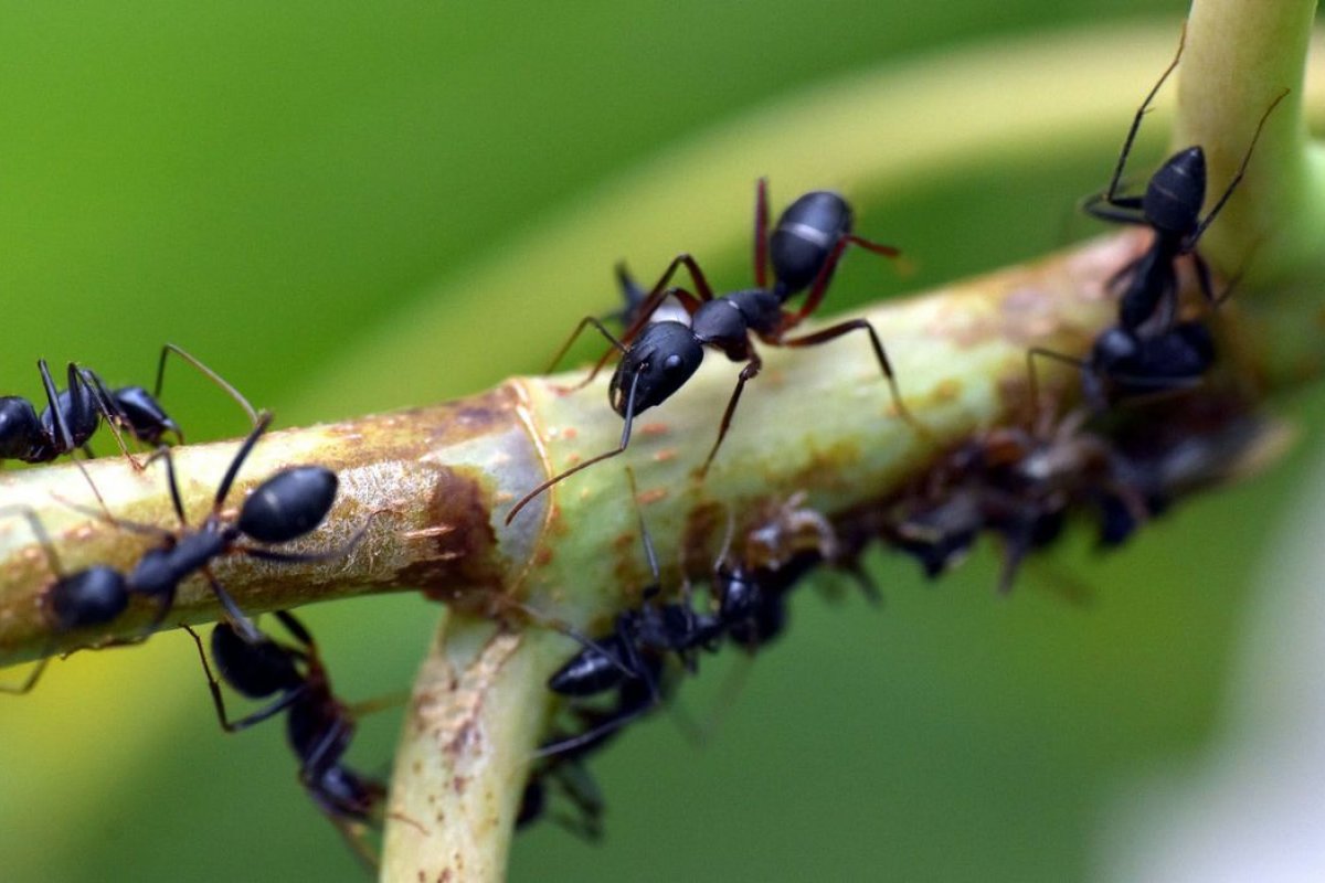 Conversão de porções da amazônia em áreas de agricultura itinerante reduz diversidade de formigas