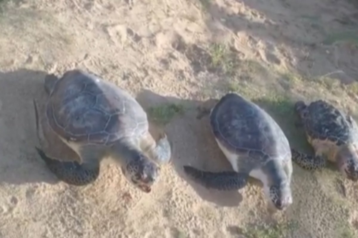 Três tartarugas marinhas são encontradas mortas em praia de Salvador