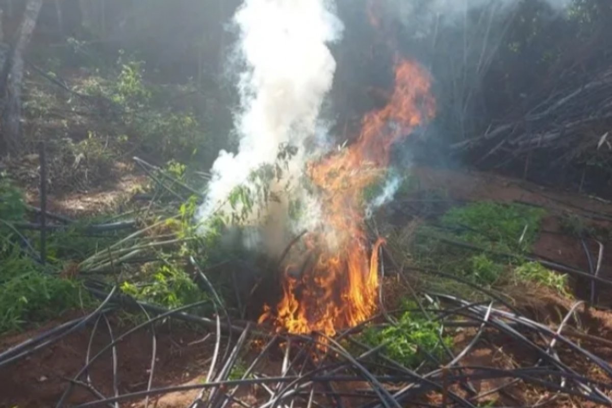 Oito mil pés de maconha são encontrados em Baixa Grande, no sertão baiano