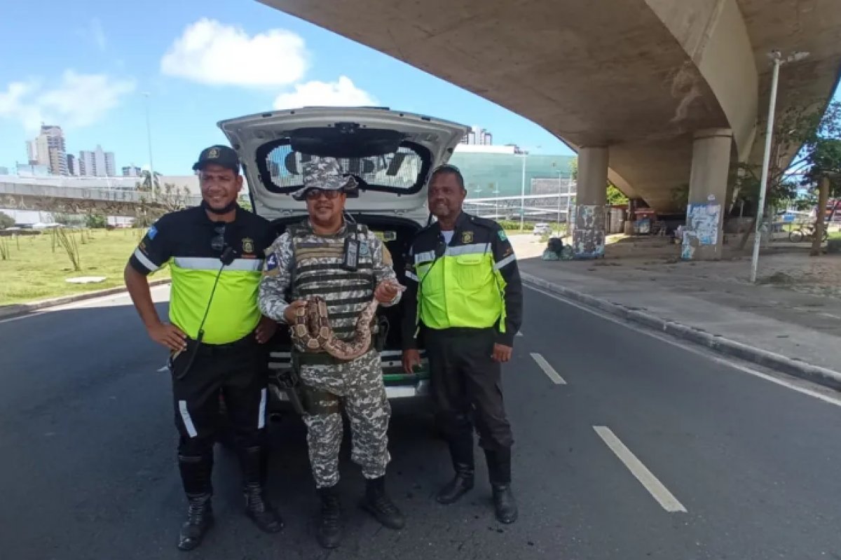 Jiboia de dois metros é resgatada em avenida de Salvador 