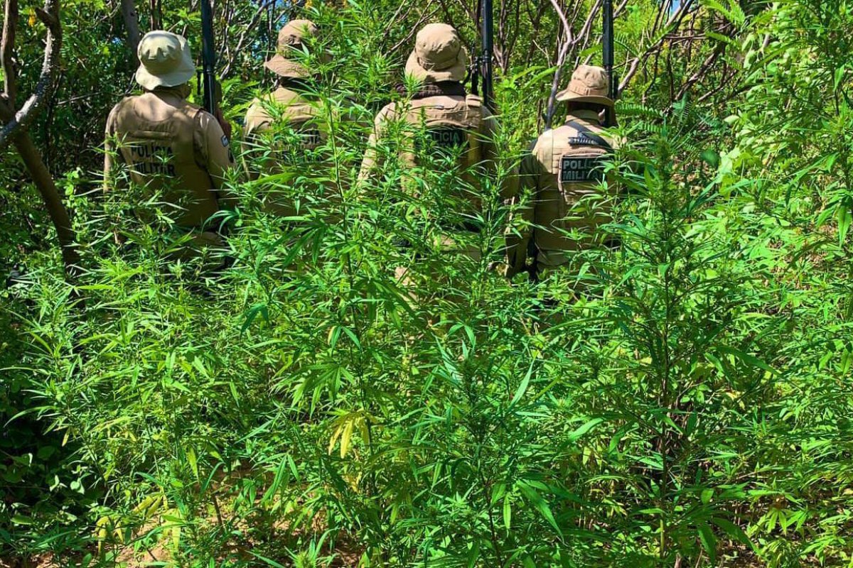 Plantação com mais de 16 mil pés de maconha é erradicada pela PM em 24h na Bahia