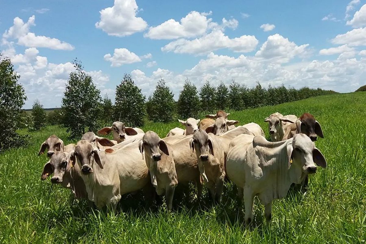 Laboratório de referência no Canadá diz que mal da vaca louca no Brasil não tem risco de transmissão 