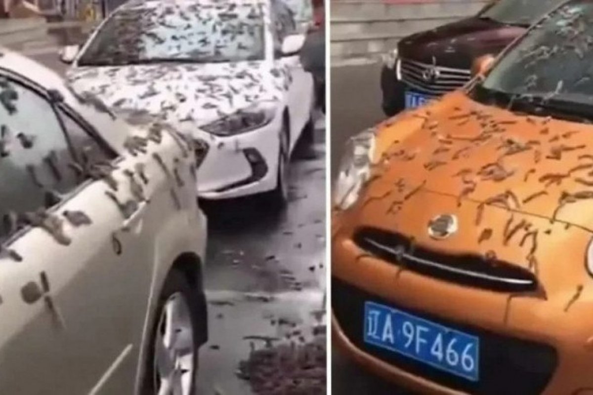 Vídeo: 'chuva de vermes' na China causa espanto na web