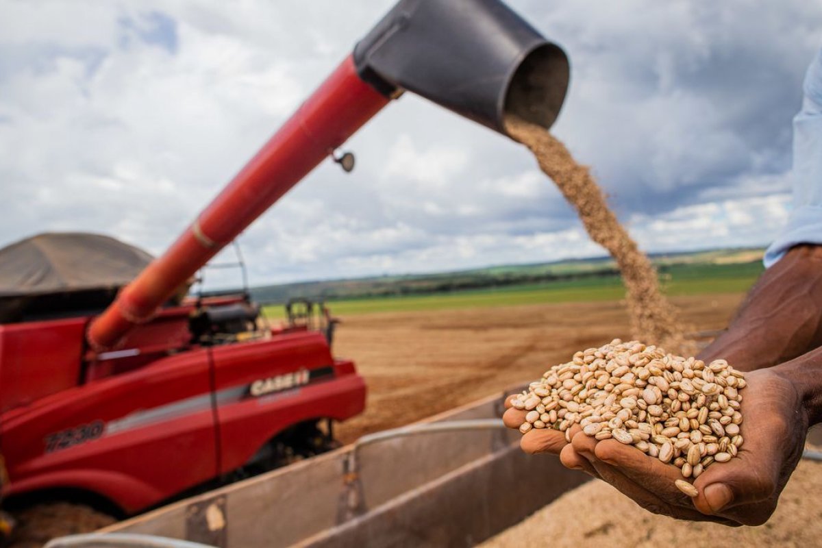 Impactos da crise climática no campo podem afetar produção de feijão no Brasil, diz pesquisa