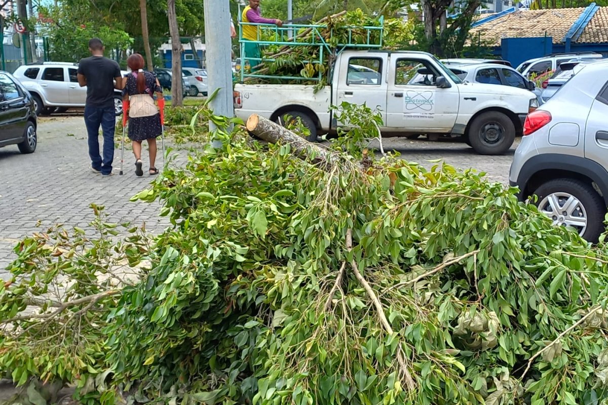 Árvores são cortadas sem motivo em Centro de atendimento em Salvador 