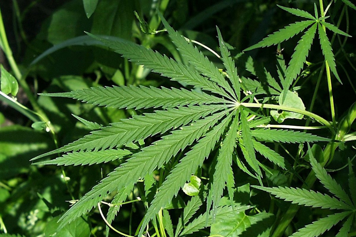 Venda de produtos à base de cannabis em farmácias cresce 342,3%, diz estudo