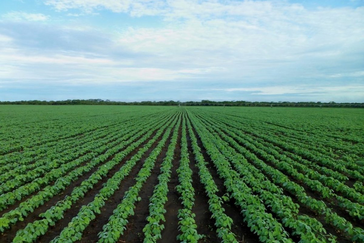 Setor agropecuário da Bahia registra alta de 3,6% no quarto trimestre de 2022