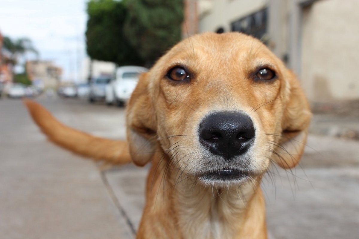Cientistas avaliam como cães se tornaram de estimação; veja