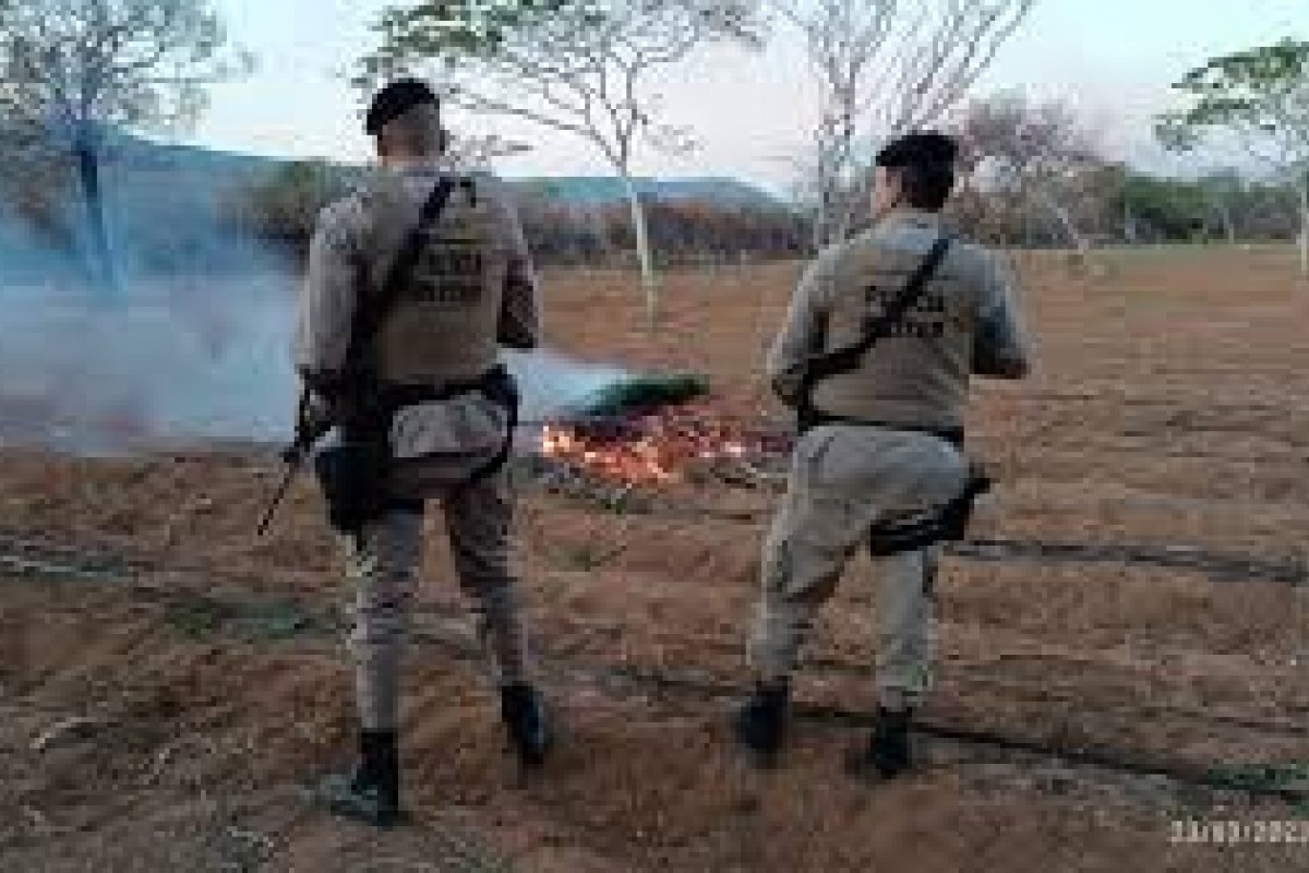 Plantação de mais de 120 mil pés de maconha encontrada pela polícia no norte da Bahia 