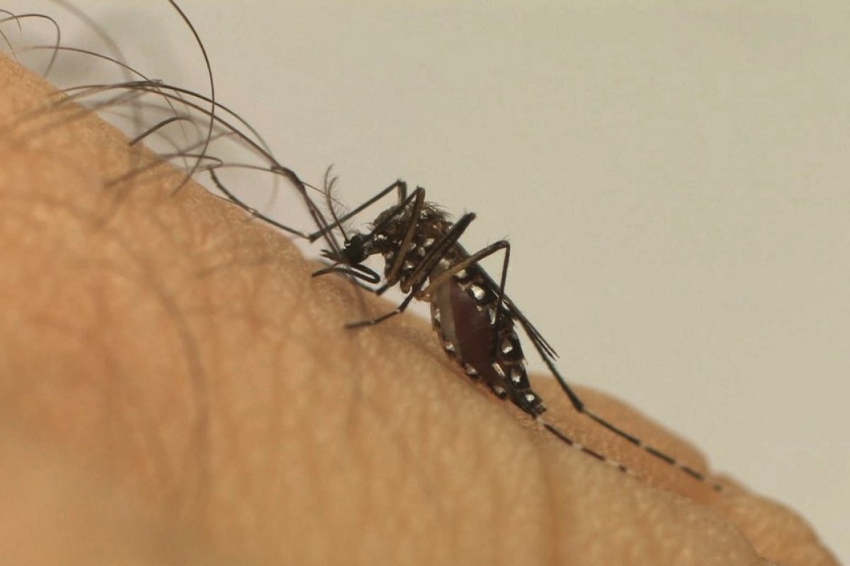 Acordo entre Fio Cruz e WMP prevê ampliação do combate a doenças causadas pelo Aedes aegypti