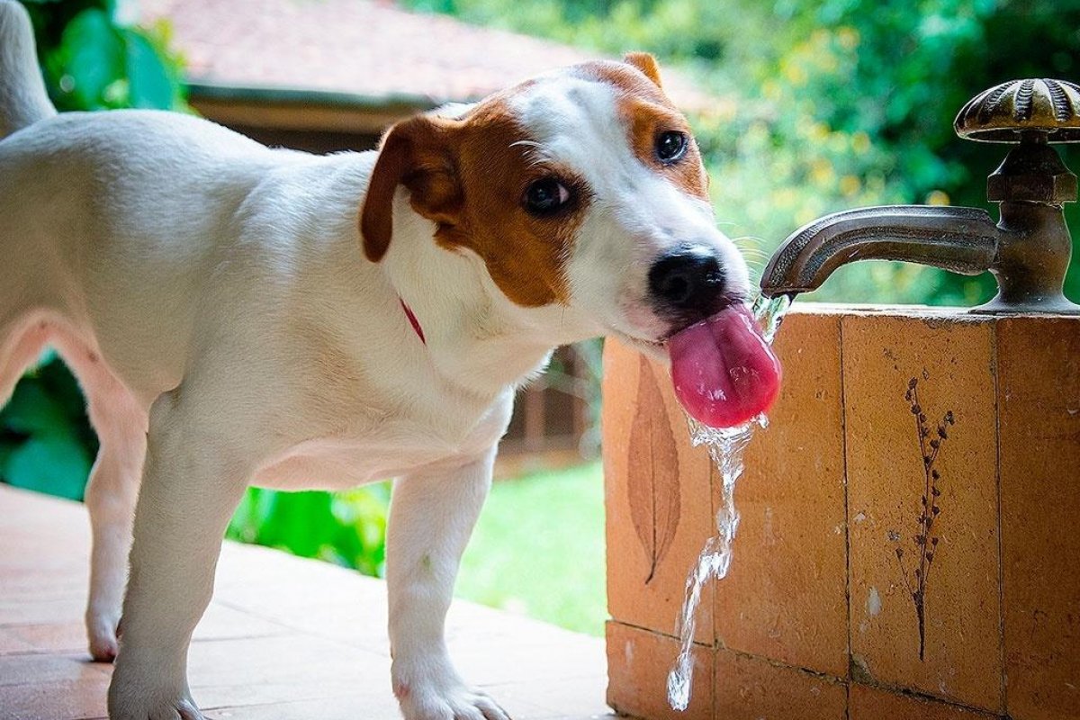 Doença Renal Crônica: Veterinário do CEUB alerta sobre hidratação dos pets! 