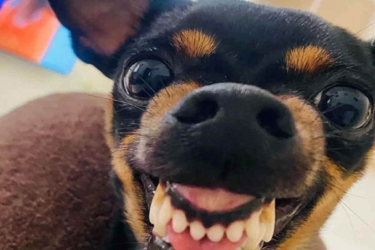 Vídeo: Pinscher ‘enganado’ por tutor em MG fica estressado e viraliza nas redes