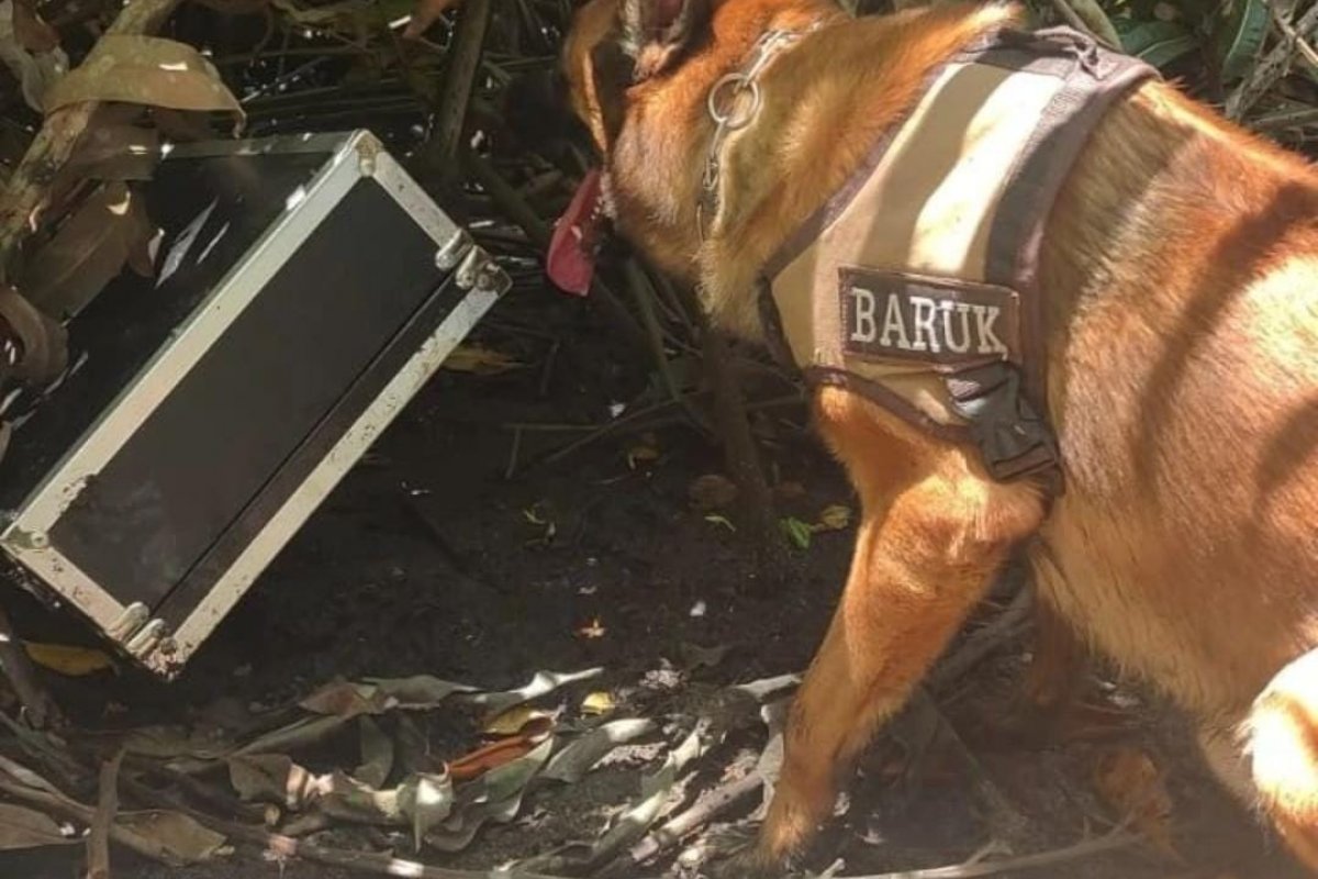 Porto Seguro: cães farejadores auxiliam na apreensão de R$ 2 milhões em drogas
