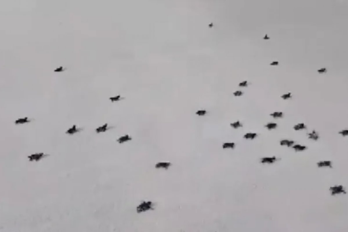 Quase 800 filhotes de tartarugas marinhas nascem em praias do sul da Bahia