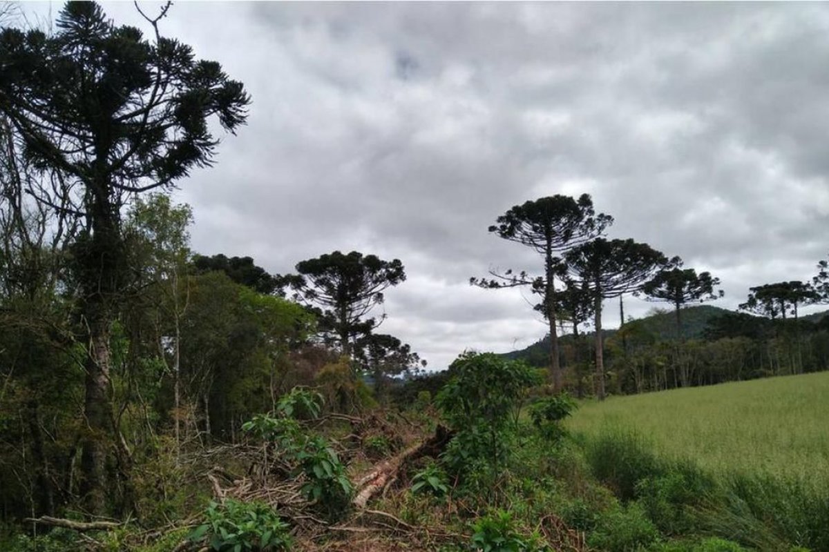 Desmatamento em terras indígenas na Amazônia emitiu 96 milhões toneladas de gás carbônico, diz estudo