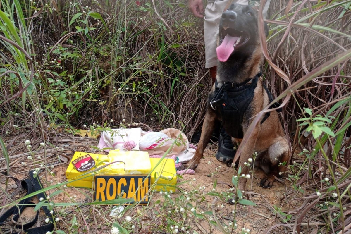 Cão policial localiza mais de 4 quilos de cocaína no município de Barreiras