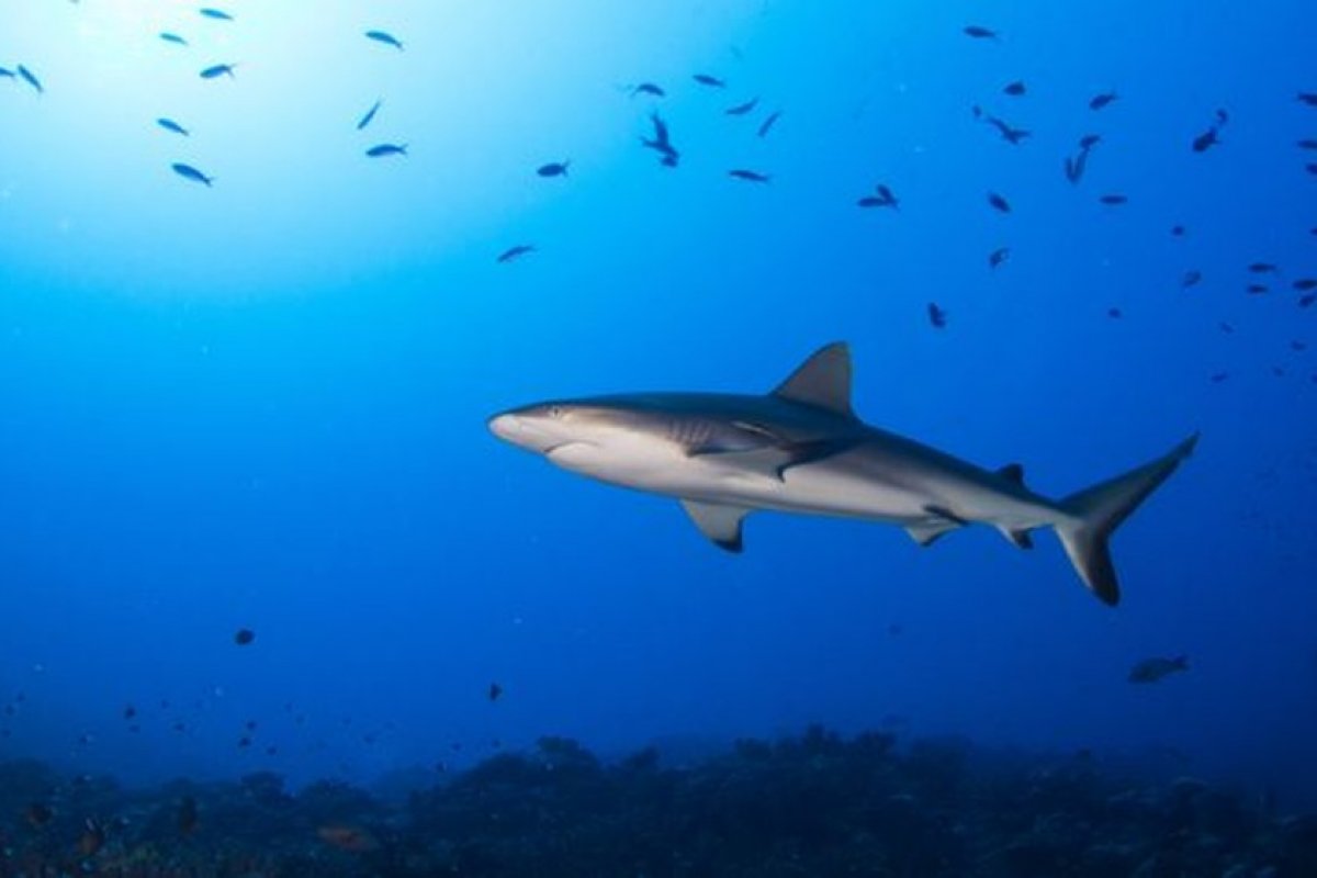 Mudanças climáticas têm acelerado a redução do oxigênio nos oceanos