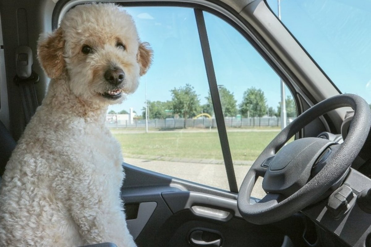 Férias: como viajar com meu cachorro?   