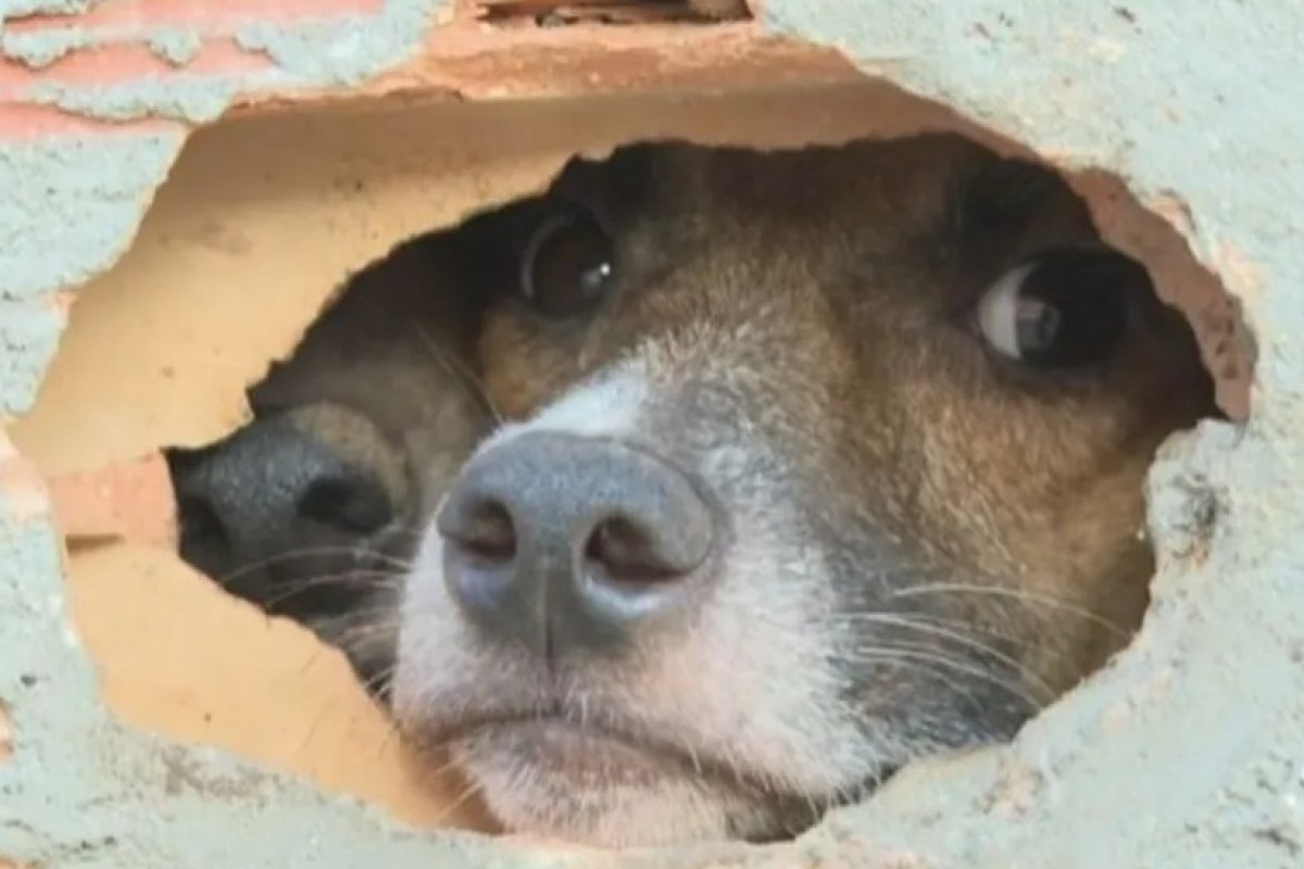 Cães são abandonados dentro de imóvel em Salvador e vizinhos apelam por resgate