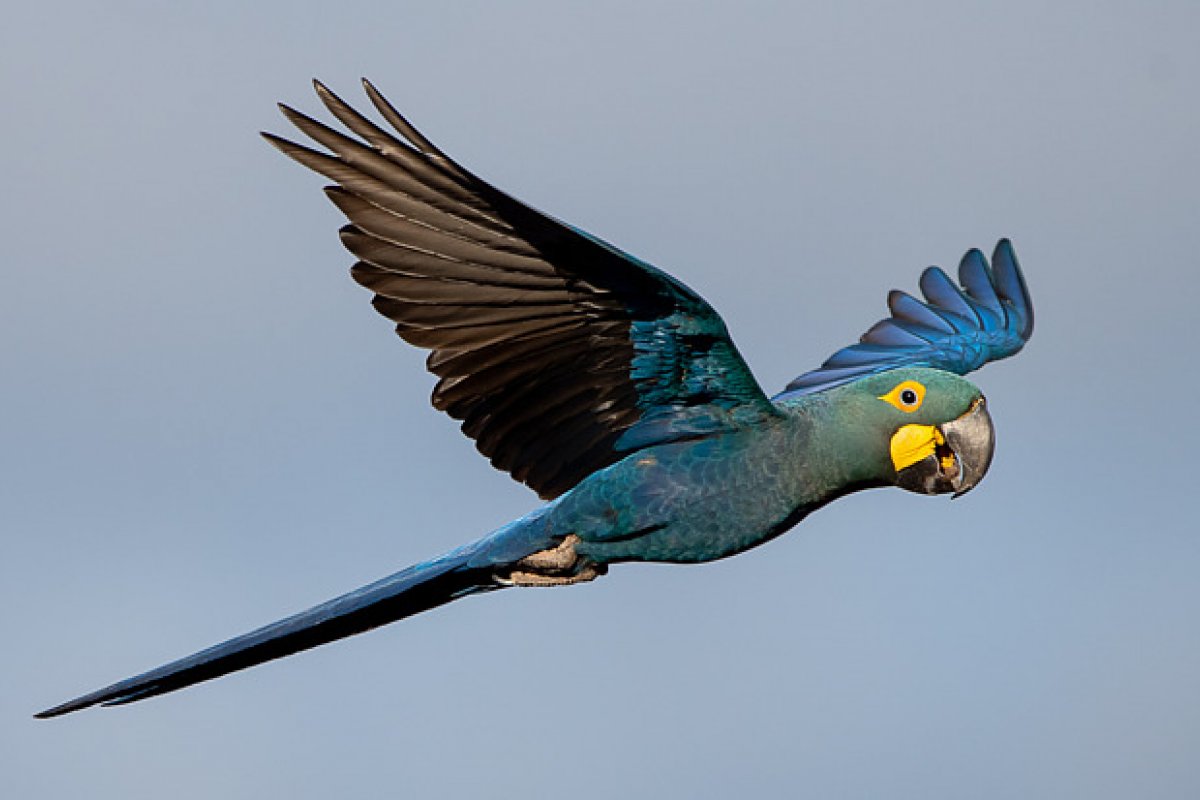 Arara-azul-de-lear vive em centro de disputa por construção de parque eólico na Bahia 