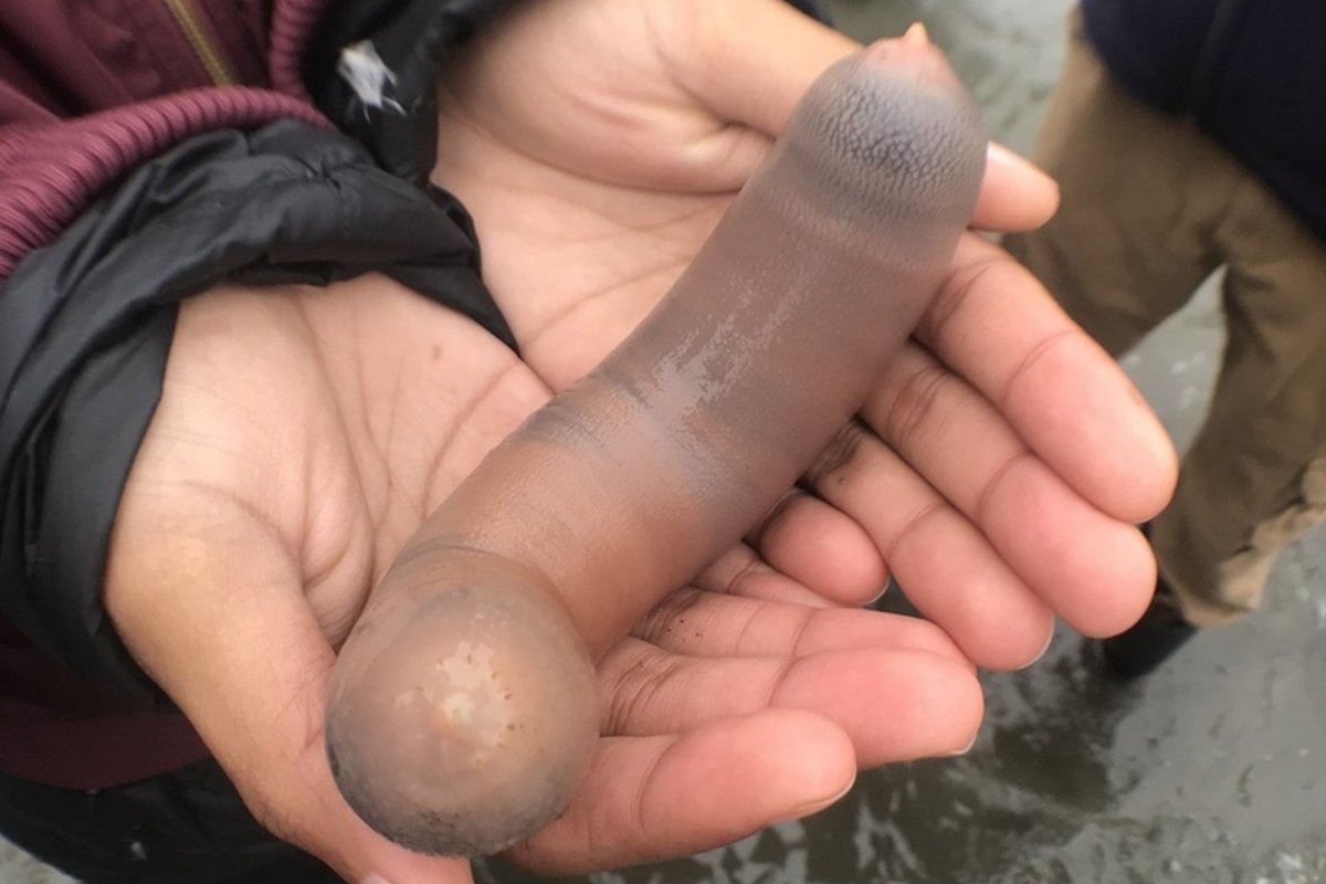 Após tempestade, diversos "peixes-pênis" são encontrados em praia 