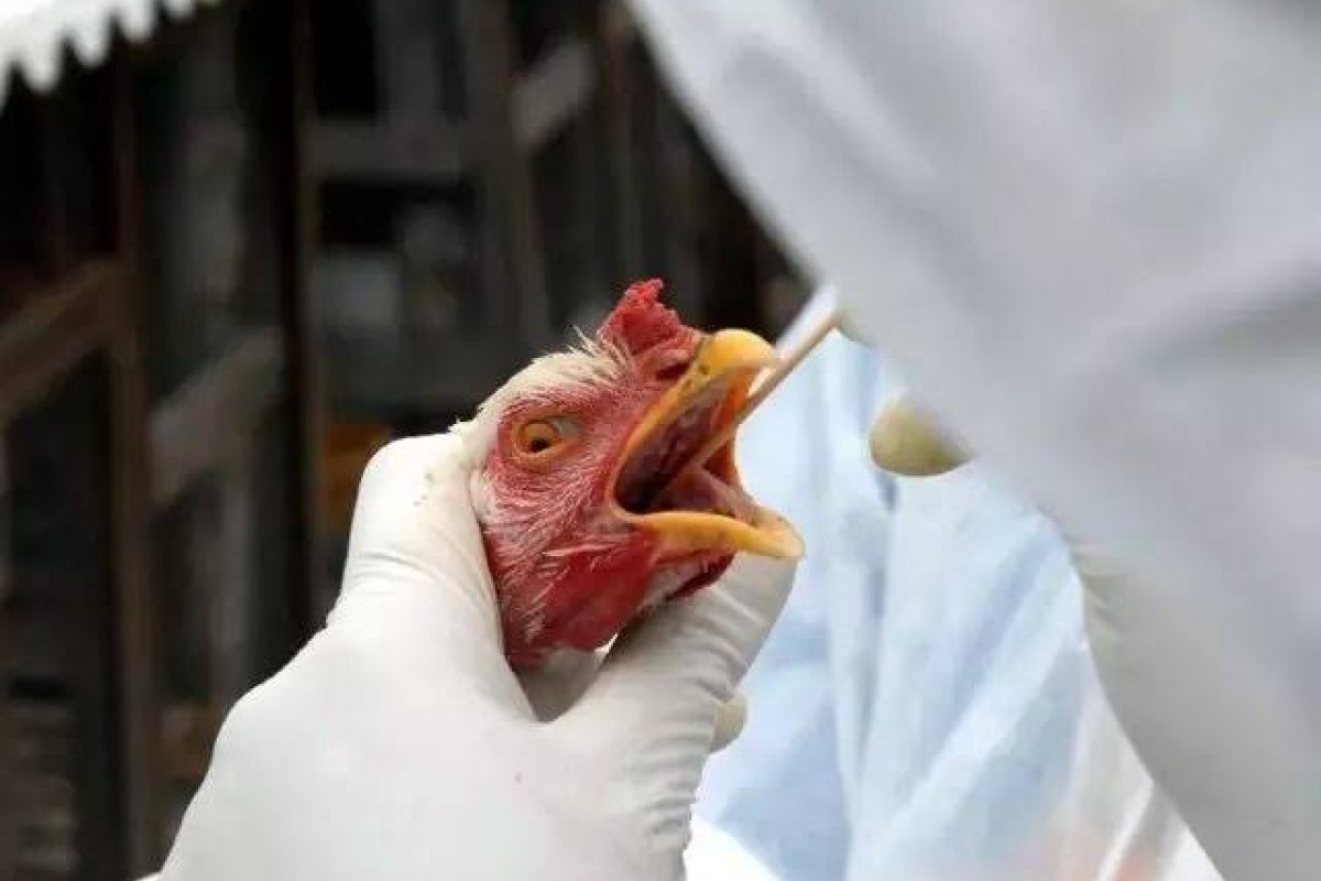 Bahia confirma segundo caso de gripe aviária 