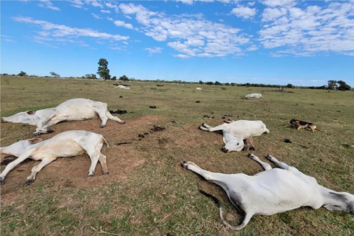 Onda de frio causa a morte de mais de 1.000 cabeças de gado em Mato Grosso do Sul
