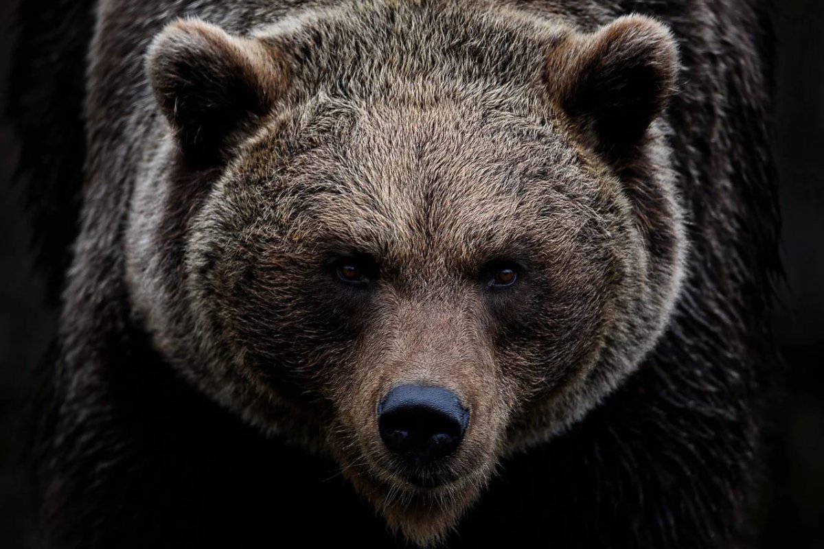 Homem é atacado por urso enquanto tomava café da manhã nos Estados Unidos