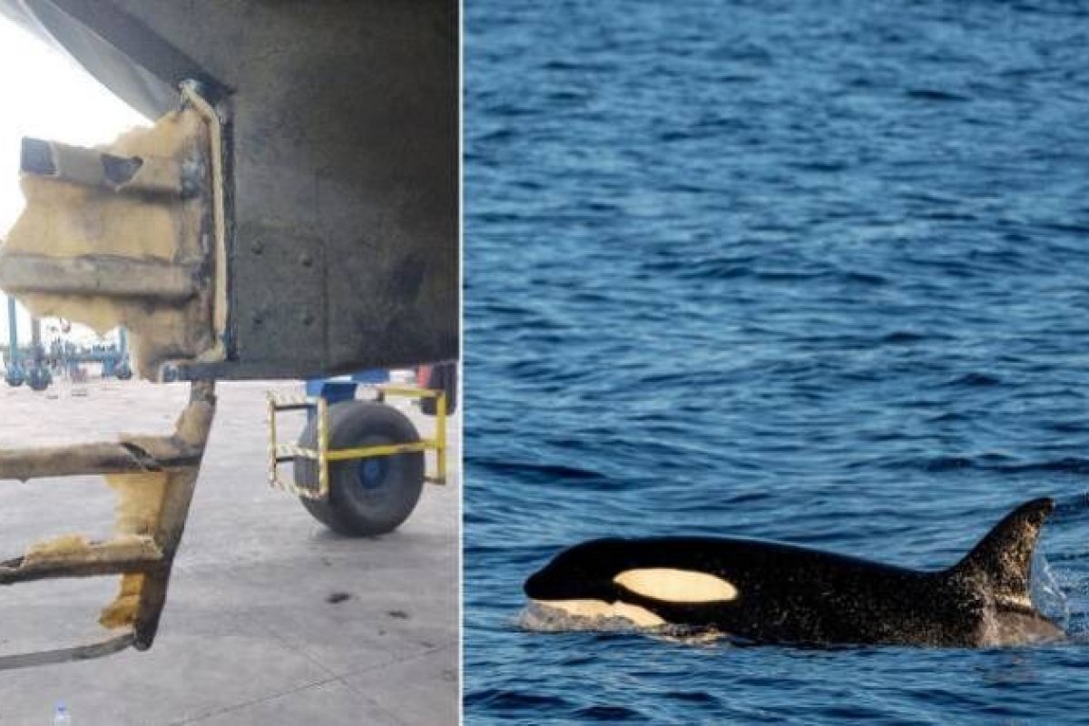 Veleiro de brasileiro é atacado por um grupo de orcas e quase afunda