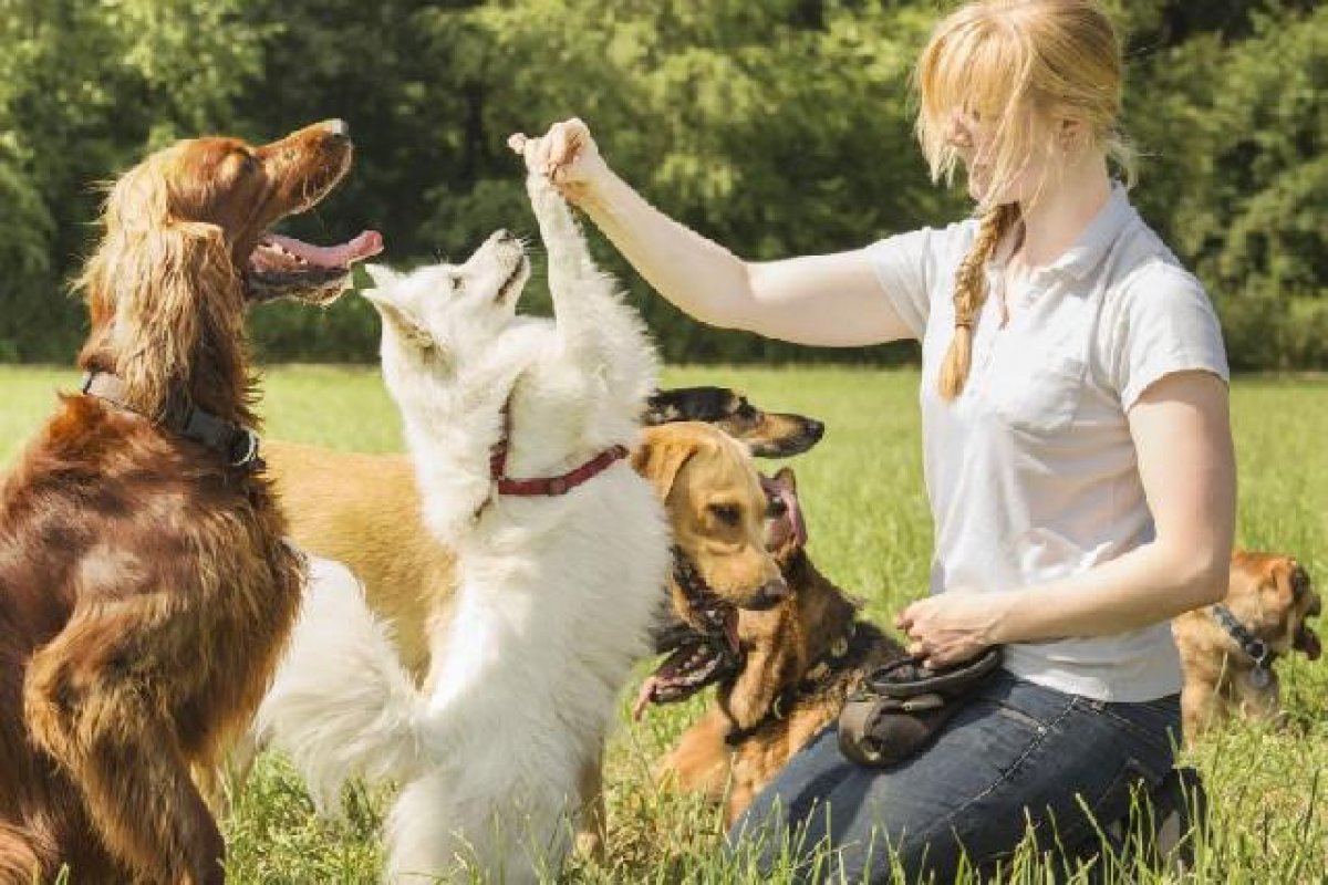 Família no Reino Unido oferece R$ 600 mil ocupar cargo de 'babá' de cães