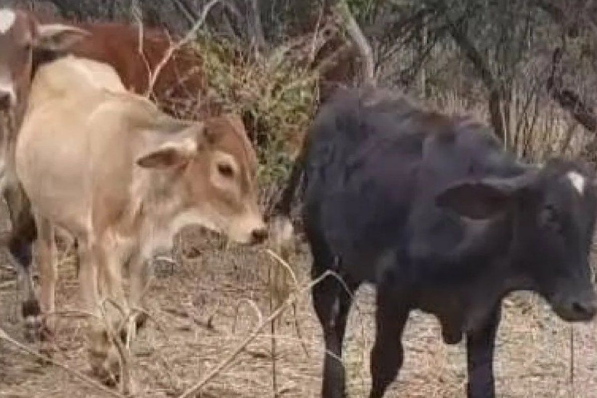 Cabeças de gado furtadas em Minas Gerais são encontradas no interior da Bahia 