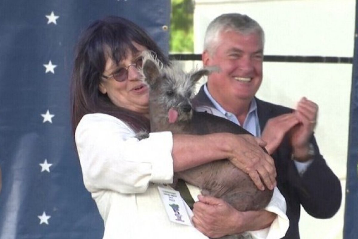 Cãozinho com patas ao contrário e língua de fora vence concurso de cachorro mais feio do mundo