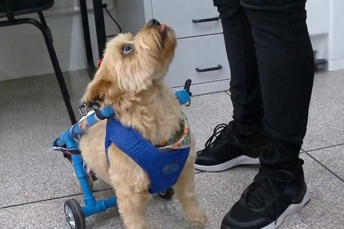 Cão que perdeu movimento das pernas recebe cadeira de rodas