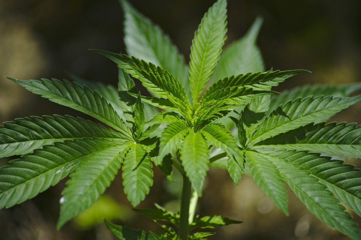 Uso excessivo de maconha está associado a complicações cirúrgicas, diz estudo 
