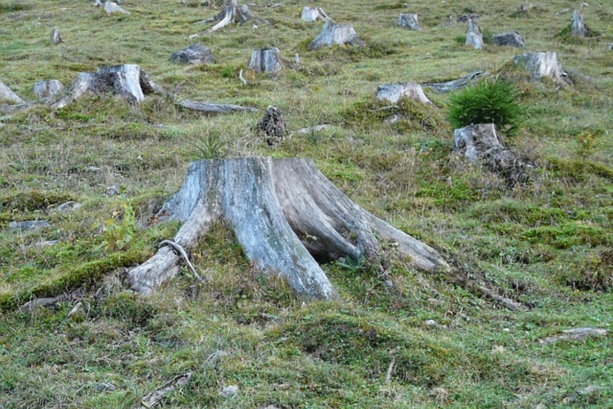 Taxa de desmatamento aumenta no Cerrado e cai na Amazônia, diz Inpe
