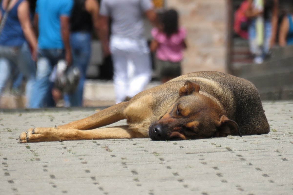 Holanda torna-se primeiro país do mundo a zerar número de cachorros de rua