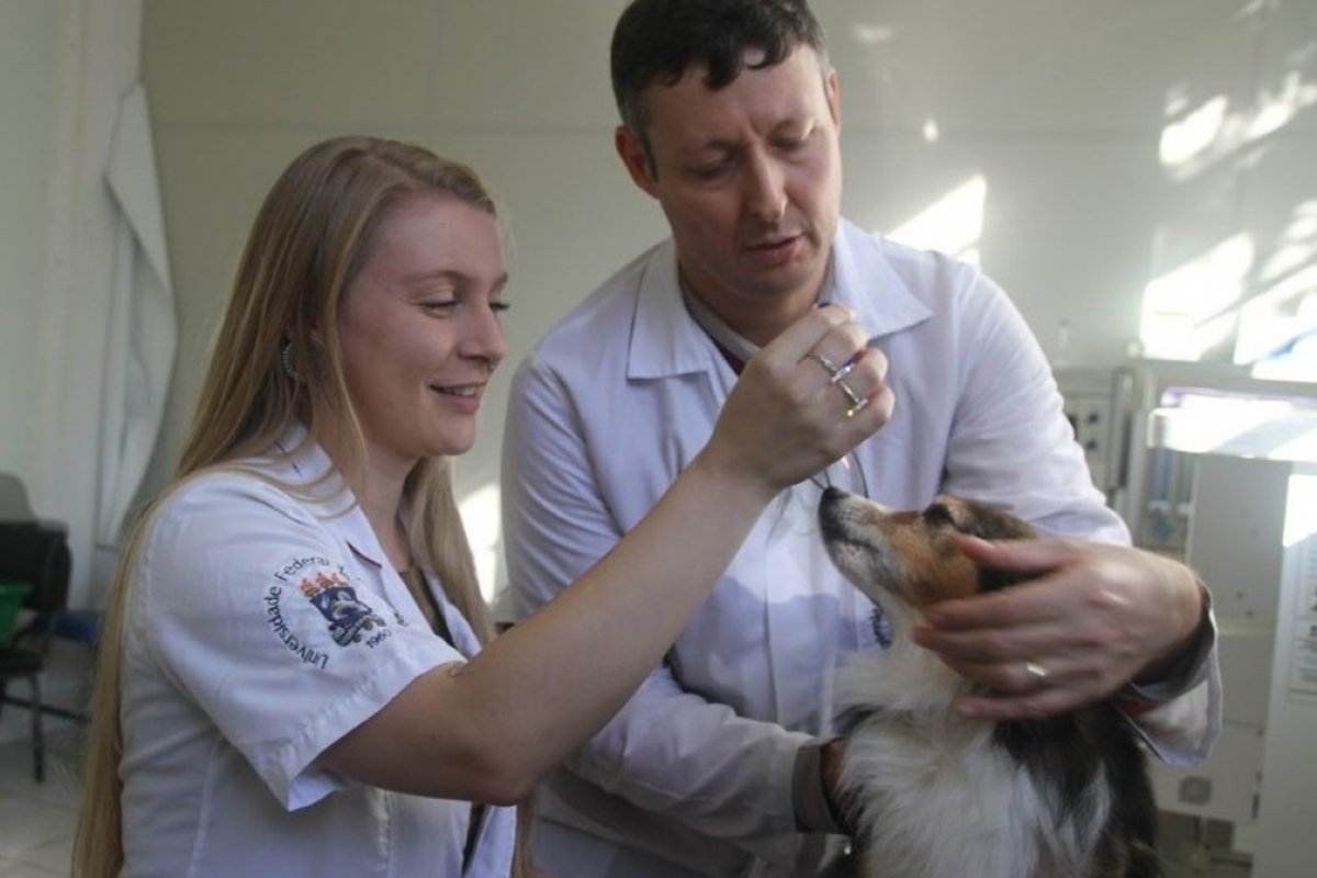 Pesquisa indica bons resultados  com uso de maconha no tratamento de pele de cães