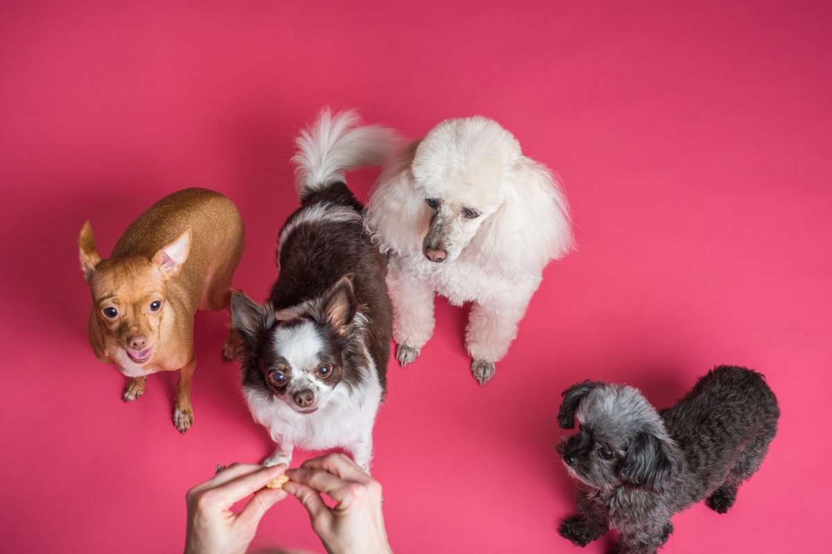 Loja realiza ação gratuita para pets neste sábado (15), em Salvador 
