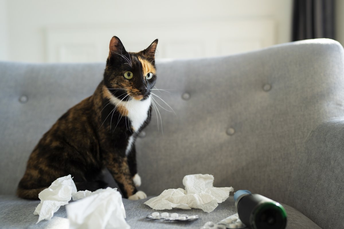 Gatos ‘amassam’ quando estão confortáveis, dizem pesquisadoras