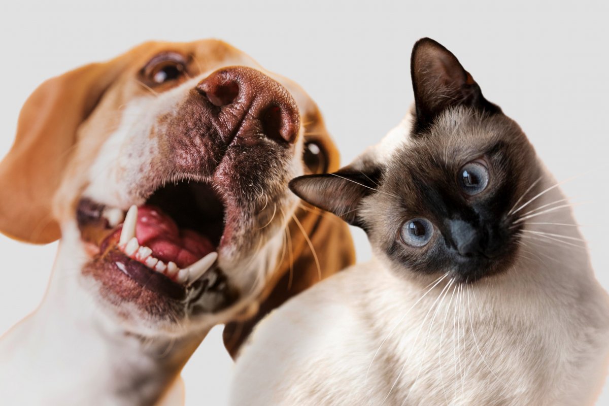Concurso elege fotos mais engraçadas de animais de estimação