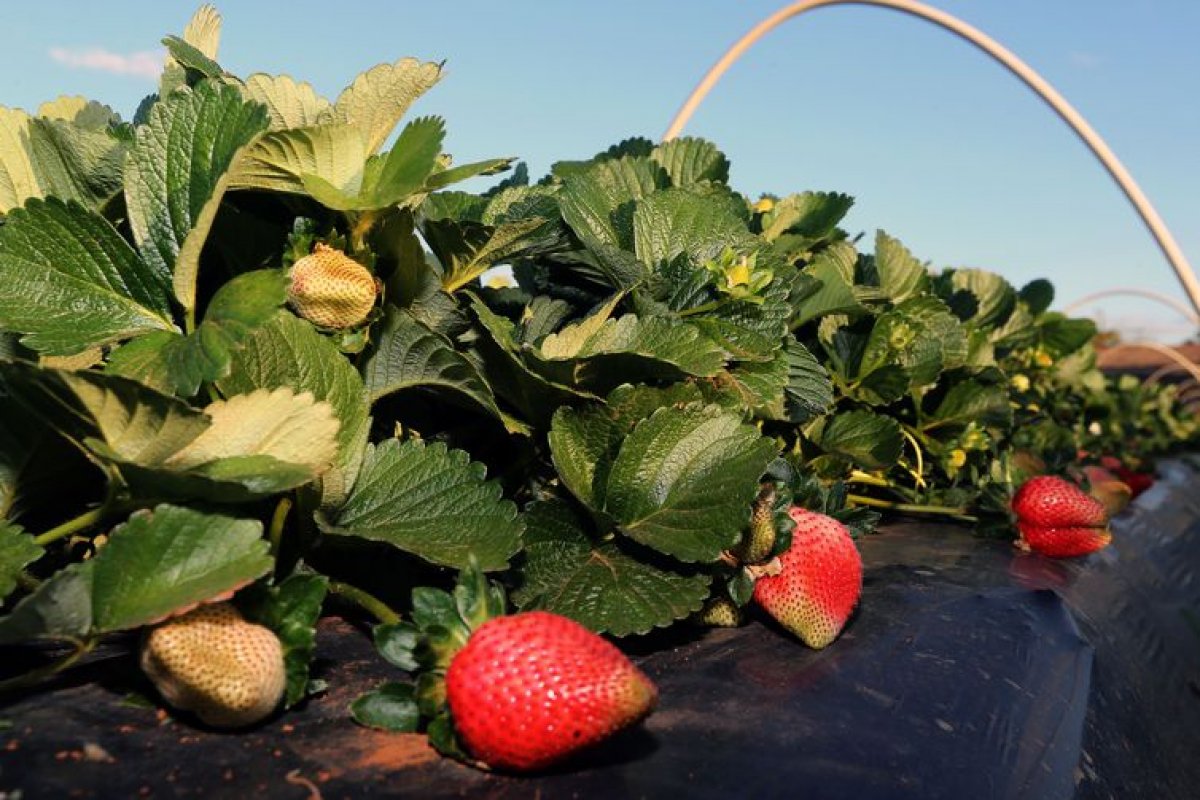 Estudo aponta que 8% dos vegetais são irregulares para alimentação