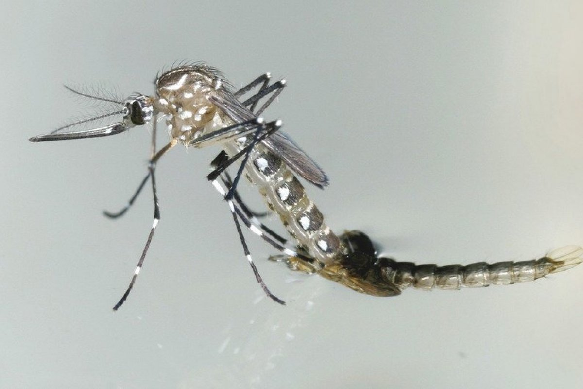Brasil enfrenta novo surto de dengue com crescimento de 13% em relação ao mesmo período de 2022