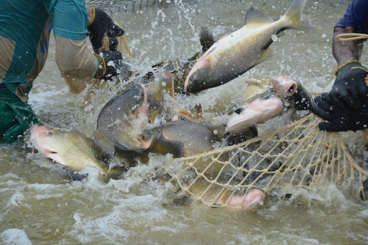 Cultivadores recebem doação de 300 mil peixes