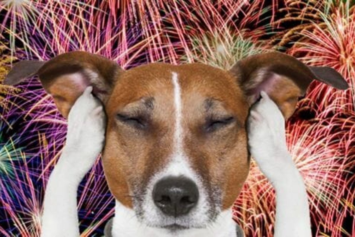 Saiba como tornar a queima de fogos menos apavaronte para o seu bichinho