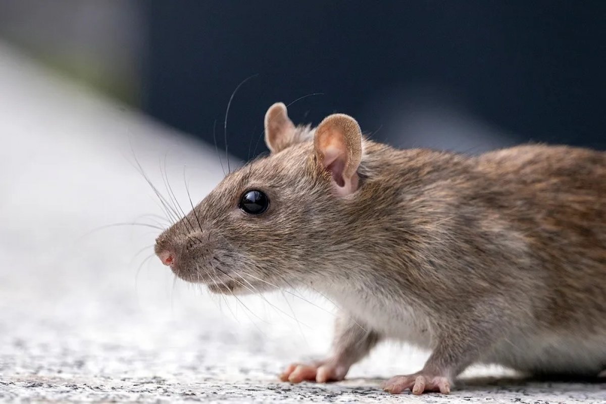 Sangue de ratos jovens prolonga a vida no animal mais velho, diz estudo