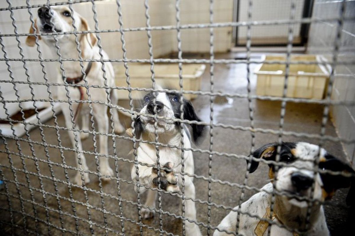 Câmara aumenta penas para quem comete maus-tratos a animal doméstico	